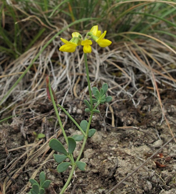 Coronilla minima